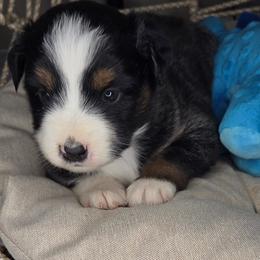 Tommy - Black tri male Miniature Australian Shepherd puppy in Lincoln, California from Elegant Aussies
