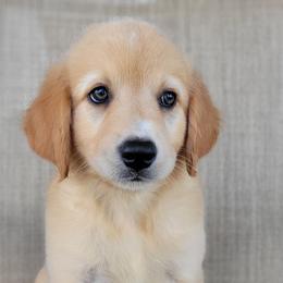 Elsa Australian Retriever - Yellow female Australian Shepherd puppy in Limestone, Tennessee from Pilot Hill Teddy Bear Puppies