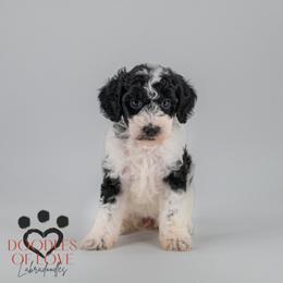 Millie - Parti female Labradoodle puppy in Travelers Rest, South Carolina from Doodles of Love Labradoodles