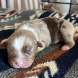 Baja Blast - Red merle female Miniature Australian Shepherd puppy in Bethany, Illinois from Rachel at Marrowbone Creek Aussies