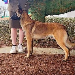 Mayhem - Belgian Malinois