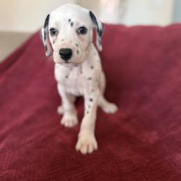 Cap'n Hook - White and black male Dalmatian puppy in Tulsa, Oklahoma from White House Dals