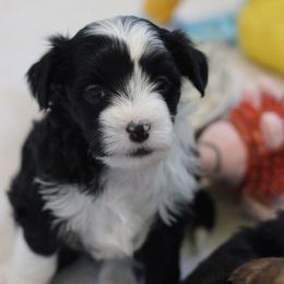Girl 1 - Chinese Crested puppy from Family  Kennel Dao Dog