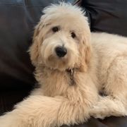 Australian Labradoodles, Double Doodles, and Labradoodles from Lake Mountain Doodle