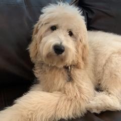 Australian Labradoodles, Double Doodles, and Labradoodles from Lake Mountain Doodle