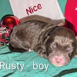 Rusty - Red male Aussiedoodle puppy in Pamplin, Virginia from Hope & Joy Acres