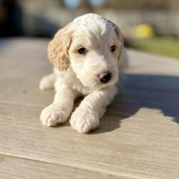 Bluey (Teal) - female Golden Mountain Doodle puppy in Twin Falls, Idaho from Magic Valley Family Doodles