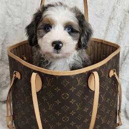 Boy 1 - Merle male Bernedoodle puppy in Schertz, Texas from Kat's Teddydoodles