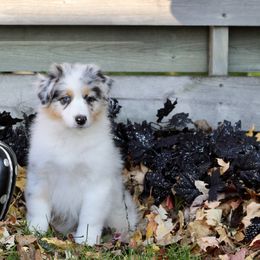 Australian Shepherd Puppies from Mezzo Australian Shepherds