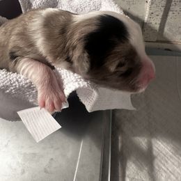Miniature Australian Shepherd and Toy Australian Shepherd Puppies from Cherry Grove Kennel