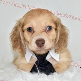 Shaded Cream - Cream male Dachshund puppy in Seminary, Mississippi from Down South Mavericks Dachshunds