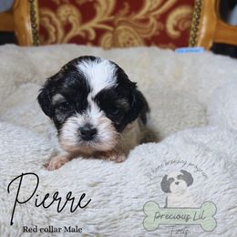 Pierre - Brindle and white male Shih Tzu puppy in Lake City, South Carolina from Precious Lil Tzus