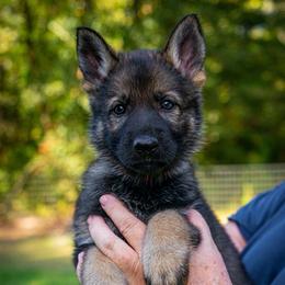 Red - Sable female German Shepherd puppy in Hammond, Louisiana from Von LaMarca German Shepherds