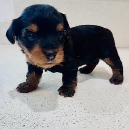 Alice - Black and gold female Yorkshire Terrier puppy in Bakersfield, California from Erika's Yorkshire Terriers