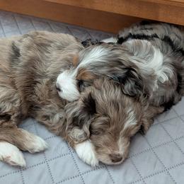 Aussiedoodle Puppies from Ridgeview Aussiedoodles