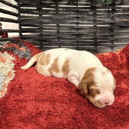 Girl 1 - Blenheim female Cavalier King Charles Spaniel puppy in Hallsville, Texas from Christy’s Cavalier King Charles Spaniels