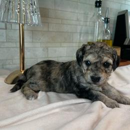 Cookie - Brown merle female Aussiedoodle puppy in Nottingham, Pennsylvania from Nottingham Aussiedoodles