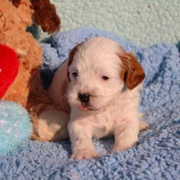 Jerry - Blenheim male Cavapoo puppy in Fort Worth, Texas from Creekwood Miniature Cavapoos