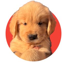 Red - Golden Golden Retriever puppy in Lakeville, Massachusetts from Platinum Golden Retrievers