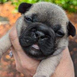 French Bulldog Puppies from Cedar Grove Bullies