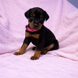 Girl pink collar - Black and rust female Doberman Pinscher puppy in Centralia, Missouri from TopSpots Farm