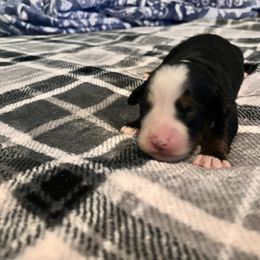 Orange girl - Black rust and white female Bernese Mountain Dog puppy in Mora, New Mexico from Berners of New Mexico