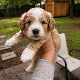 Benji - Apricot male Australian Labradoodle puppy in Covington, Louisiana from Cajun Land Doodles