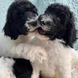 Goldendoodle and Poodle Puppies from Elizabeth Rocha's Doodles