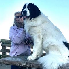 Landseer (European Continental Type)s from Pacific Seaport Landseers