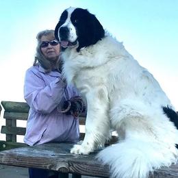 Landseer (European Continental Type)s from Pacific Seaport Landseers