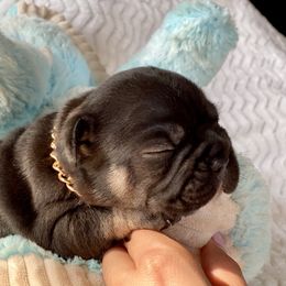 French Bulldog Puppies from Frenchie Paws