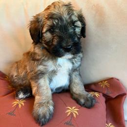 Boy 3 (blue collar) - Brown male Whoodle puppy in Concord, North Carolina from RockyRiverWhoodles