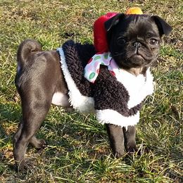 Pug puppies from Pug Puppies of Boston