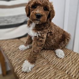 Yellow Girl - Apricot female Labradoodle puppy in Payson, Utah from Utah County Labradoodles