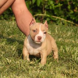 Liones - Red sable male American Bully puppy in Orlinda, Tennessee from SimplyBullies