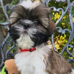 Tommy - Gold and white male Shih Tzu puppy in Hemet, California from Aloha Shih Tzu