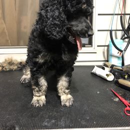 Poodle Puppies from Tails Up Standard Poodles