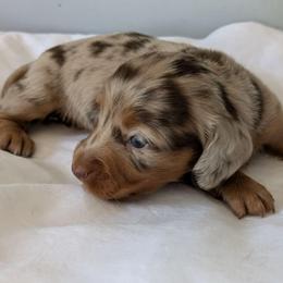 Jade- 3400 - Dapple female Dachshund puppy in Sonora, Kentucky from Maple Hill Miniature Dachshunds