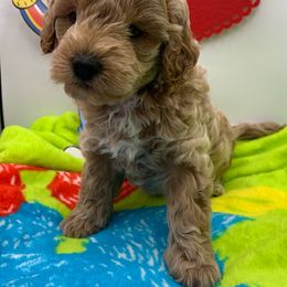 Boy 2 - Ernie - Cream Goldendoodle puppy in Waterford, Pennsylvania from Ruby’s Mini Goldendoodles
