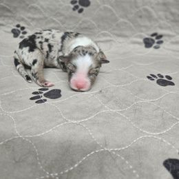 Happy - Blue merle male Miniature Australian Shepherd puppy in Orrtanna, Pennsylvania from Mountain Top Shepherd's