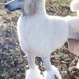 Poodles from SoulSister Standards