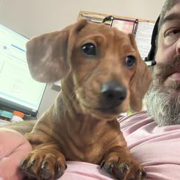 Red dapple - Dapple male Dachshund puppy in Rome, Georgia from Jade’s Dachshunds
