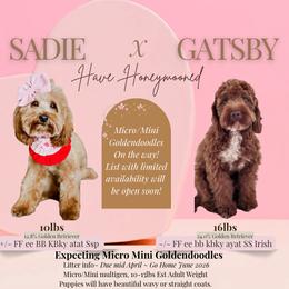 Upcoming Litter female (pick 3 and 4 available) - Red  female Goldendoodle puppy in Hopkins County, Texas from Boutique Doodles