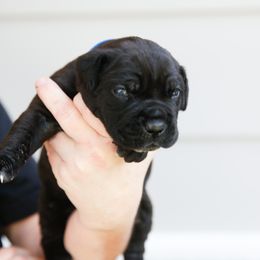 Blue Boy 1 - Black male Cane Corso puppy in Citrus Heights, California from Nor Cal Guardians