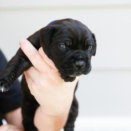 Blue Boy 1 - Black male Cane Corso puppy in Citrus Heights, California from Nor Cal Guardians