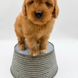 M M - Red  male Goldendoodle puppy in Sunman, Indiana from Brunsman Country Doodles LLC