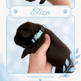 Eliza - Chocolate female Labrador Retriever puppy in Morriston, Florida from Penny Lane Labradors
