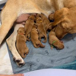 Faith Yellow Collar - Yellow female Labrador Retriever puppy in Elloree, South Carolina from Moonlight Kennels LLC