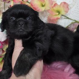 Twinkle Girl - Black female Shih Tzu puppy in Buda, Texas from Vickie's Shih Tzus