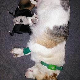 Owl - Sable and white female American Corgi puppy in Ellensburg, Washington from Faery Mount Farm